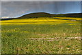 Heavy shower passing over oilseed rape field near Allington in SN10 3NJ