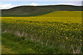 Oilseed rape at Harepath Farm in SN10 3NE