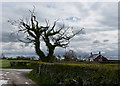 A stunted tree at the start of the bridleway in PR4 0BN