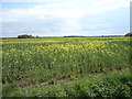 Oilseed rape crop off Main Road in SG14 2QT