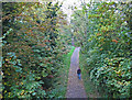 Cuckoo Trail northwards from a footbridge in BN27 1FF