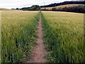Footpath through wheatfield To Notton Village in WF2 6QS