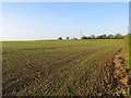Fields to west of B1051 in CB10 2RZ