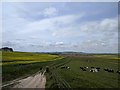 Cows and Wessex Ridgeway, looking west in SN8 1RE