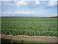 Crop field off Bury Lane in SG3 6SS