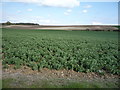 Crop field off Bragbury Lane in SG2 8TJ