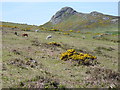 Horses grazing on the slopes of Carn Perfedd in SA62 6PP