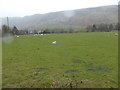 Wet field, wet sheep.... in LL24 0RN