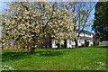 Blossom trees between houses at Kings Worthy in SO23 7QE