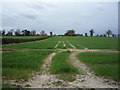 Crop field off Belt Road in NR13 4DH