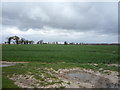 Crop field doff Chameryhall Lane in NR13 6AE