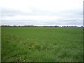 Crop field off Mill Road in NR13 6EN