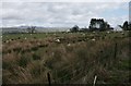 Sheep grazing near Arnclerich in FK8 3JZ