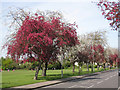 Bernard's Heath through flowering trees on Sandridge Road in AL3 5AU