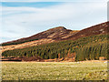 Forest below Carn Leachter in IV2 6UE