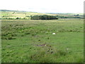 Pastures northeast of the B6320 near Bellingham in NE48 2HT