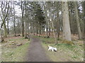 Woodland path on eastern edge of Caddam Woods in DD8 4PU