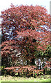 Copper beech tree on the edge of The Spinney in NR9 5AJ