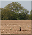 Brown hares (Lepus europaeus) in NR9 5JU