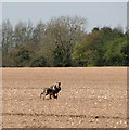 Two brown hares running across a field in NR9 5JU