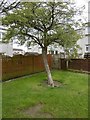 Thorn tree, Mowbray Rise in EH54 6JP