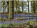 Bluebells in Graves Wood in NG20 9BZ