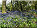 Graves Wood - the bluebells in NG20 9BZ