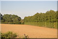 Shelterbelt field boundary in CT3 3JA