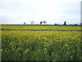 Oilseed rape crop off Ormesby Lane in NR29 3HY