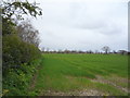 Crop field and hedgerow, Filbylane Farm in NR29 3JS