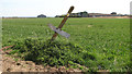 Wheat crop field on the Holkham Estate in NR22 6EJ