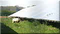 Sheep grazing in the solar farm in NR22 6AZ
