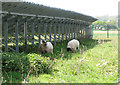 Sheep and solar panels in NR22 6AZ