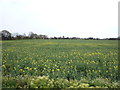Oilseed rape crop off Station Road in NR29 3QE