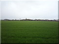 Crop field south of California Road in NR29 3QL