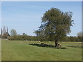 Grazing near Hodsock Priory in Hodsock