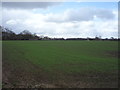 Crop field south of Decoy Road in NR29 3LW