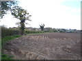 Crop field and hedgerow near Sowell's Farm in NR29 5EA