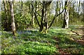 Bluebells by the Path in KA26 9SA