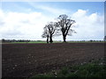 Field near Church Farm, Rollesby in NR29 5HW