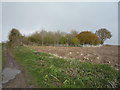 Woodland beside Lawn's Lane in NR29 5HL