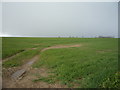 Crop field off Lawn's Lane in NR29 5HL