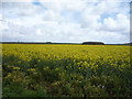 Oilseed rape crop off Repps Road in NR29 5JS