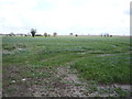 Crop field off Mill Lane in NR29 4RB