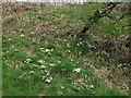 Primrose bank above the Black Burn in NE48 2SB