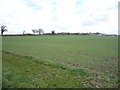 Young crop field off Repps Road in NR29 4RN