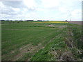 Crop field near Gibbet Hill Farm in NR29 4DU