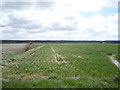 Crop field, Gibbet Hill in NR29 4QH