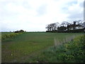 Crop field, Dowe Hill in NR29 3NY