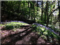 Bluebells in a clearing in woods near Baglan in SA12 8PR